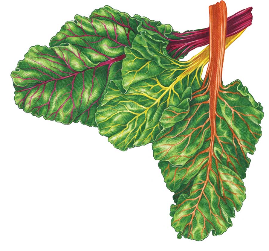 Reader Jeffrey Dickemann has offered to send chard seeds to interested gardeners.